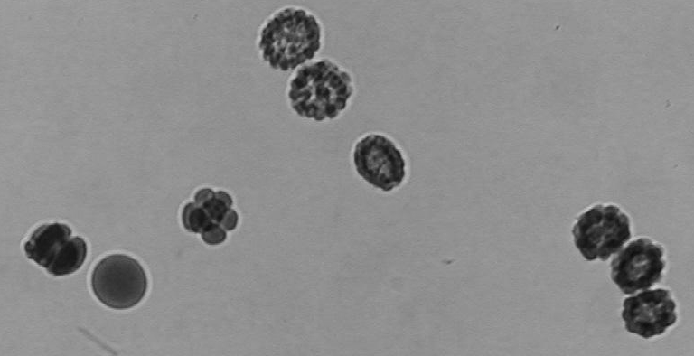 embryos.jpg